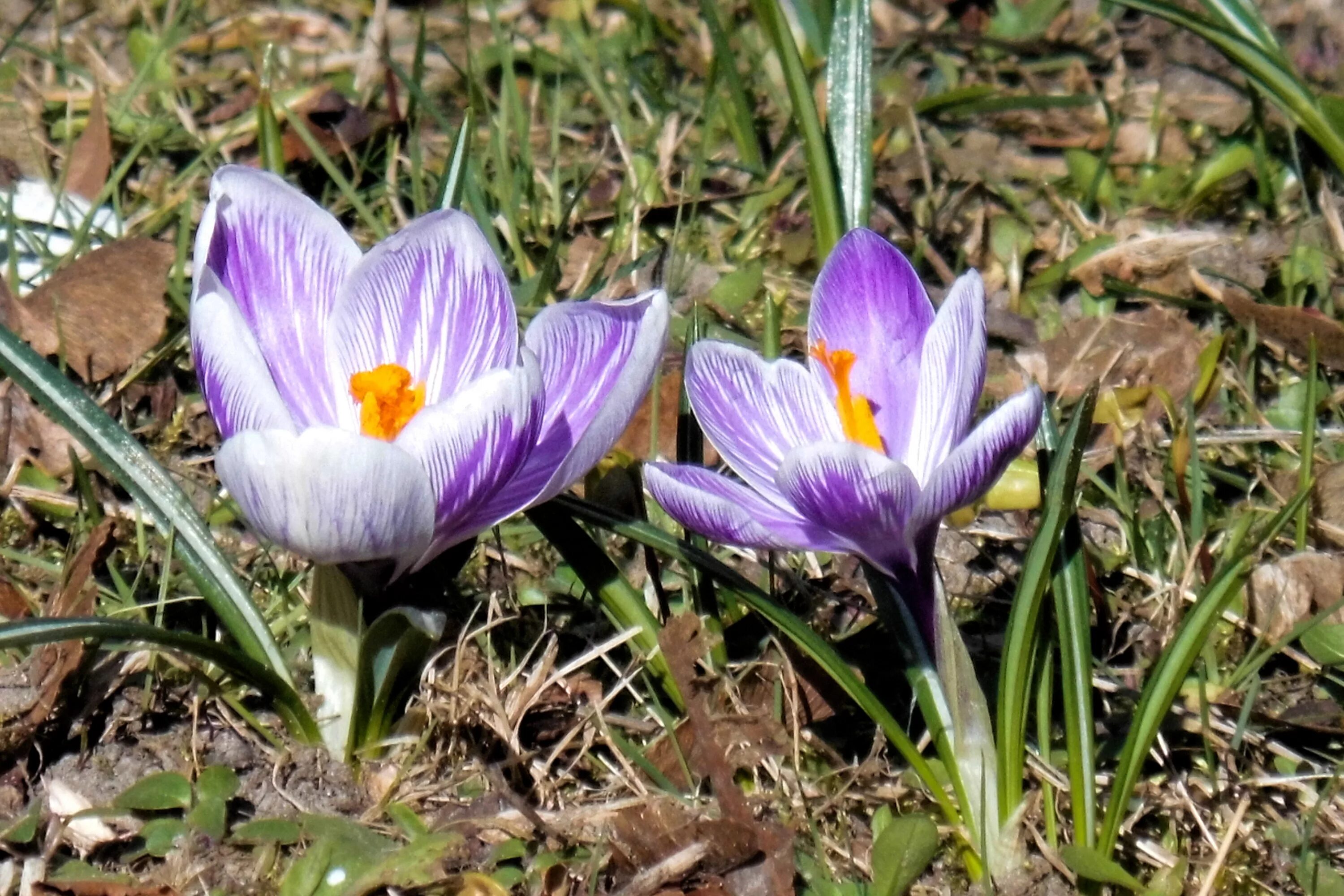 Когда начинают цвести цветы. Crocus Meadow. Расцветающее растение весной. Ранние цветущие растения. Растения зацветающие ранней весной.