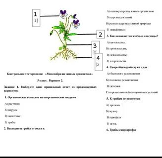 Тест растение живой организм