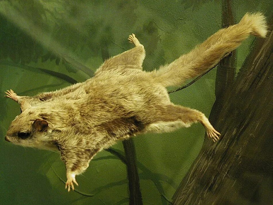 соня летяга камерун. обыкновенная летяга (pteromys volans). сибирская белка летяга. обыкновенная летяга (pteromys volans). белка летяга в тайге.