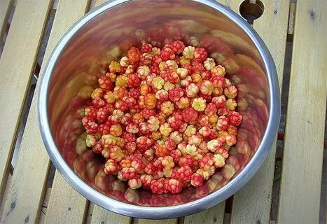 Едят ли морошку