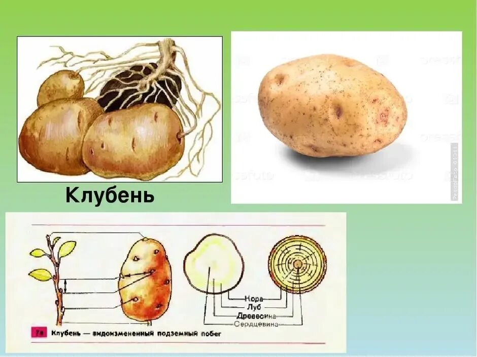 Корнеплод свеклы и клубень картофеля. Строение видоизмененных побегов картофель. Видоизменённые подземные побеги клубень. Корневище клубень луковица видоизмененные побеги. Биология видоизменение побегов клубней.