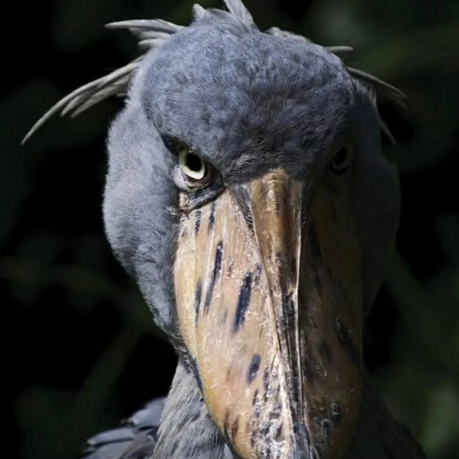 Жуткие птицы. Китоглав Королевская цапля. Shoebill Stork птица. Китоглав птенцы. Китоглав в Африке.