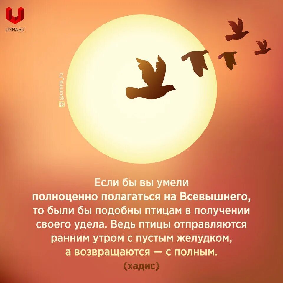 Уповать на всевышнего. Хадис про птиц. Полагайся на Всевышнего. Хадис о Птичке. Если бы вы были подобны птицам.