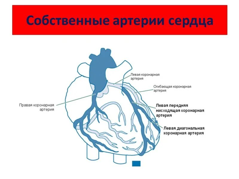 Коронарные артерии кровоснабжают. Коронарные артерии анатомия схема. Коронарные артерии сердца схема. Коронарные артерии схема кровоснабжения. Ствол левой коронарной артерии анатомия.