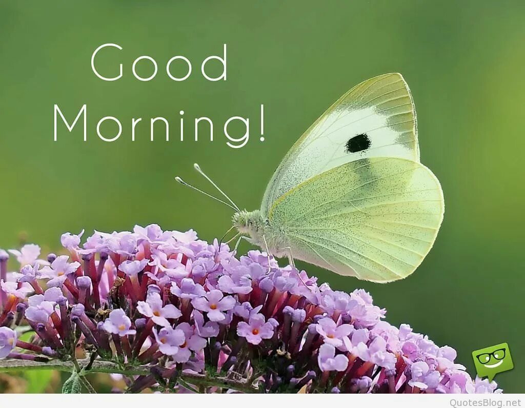 Tomorrow morning перевод. Гуд Монинг. Доброе утро бабочки. Good morning цветы. Доброе утро бабочки цветы.