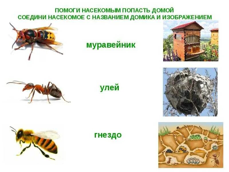 Опасные насекомые для дошкольников. Полезные и вредные насекомые для детей. Безопасность с насекомыми для детей. Осторожно опасные насекомые для детей. Безопасность с насекомыми для детей.