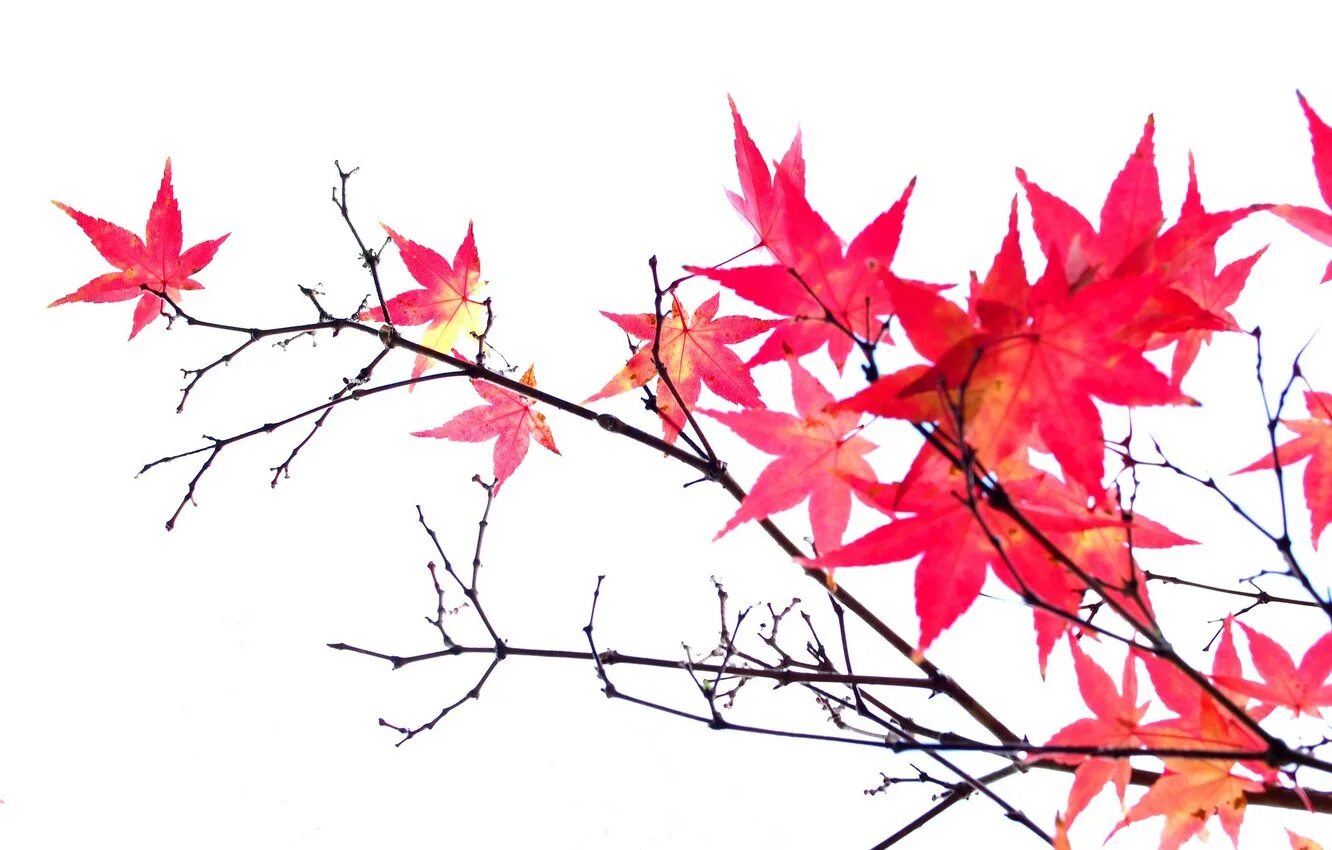Ветка осенних листьев. Ветка клена. Осенняя веточка. Листья на белом фоне. Листья без фона.