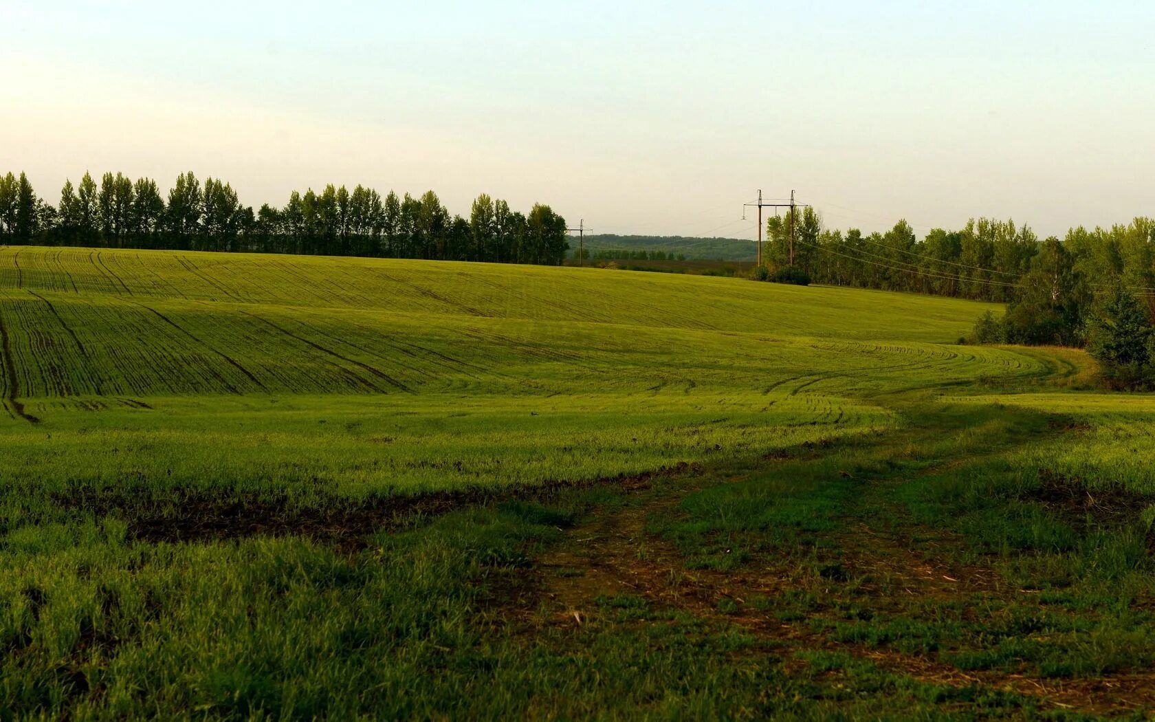 Поле обычное. В поле. Поле реальное. Поле деревня. Main fields