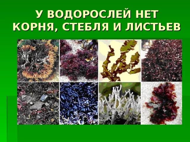 Чего нет у водорослей. Чего нет у водорослей