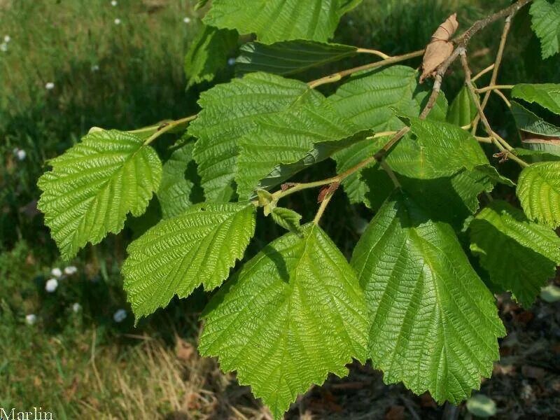 Ольха серая alnus incana. Украинскую ольху. Украинская ольха. Ольха цветет. Ольха лациниата.