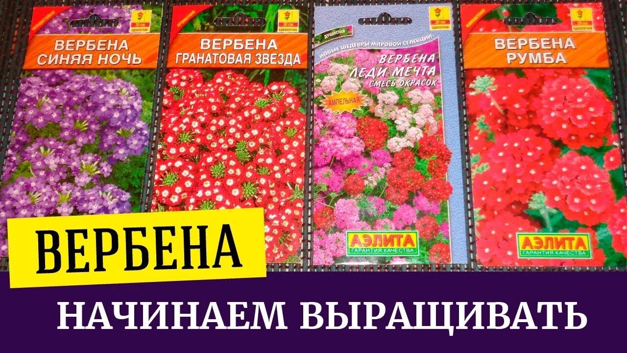 Вербена смесь рассада. Вербена пикировка рассады. Вербена семена рассада. Вербена посев семян на рассаду хитрости