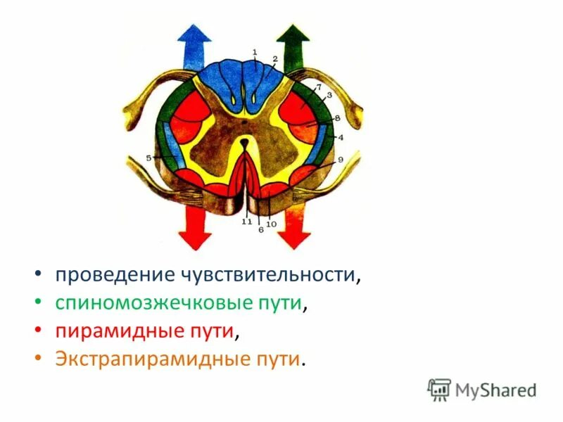 Спиномозжечковый путь. Передние спиномозжечковые пути. Вентральный спиномозжечковый путь. Передний спиномозжечковый путь Говерса.