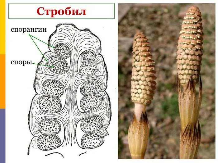 Спороносный колосок хвоща. Спорангий у хвоща. Стробил хвоща. Строение стробила хвоща. Спорангий плауна