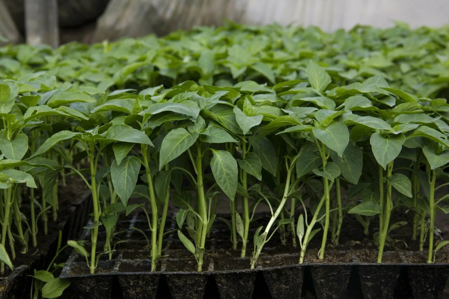перец томат рассадка на грядке. сладкого сажать. перец в открытом грунте. сладкого сажать. перец белозерка.