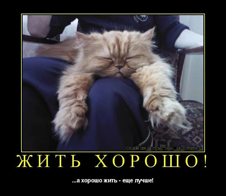 Смешные коты с надписями доброе утро. Коты четверг. жить хорошо. доброе утро котики смешные с надписями. смешные коты с надписями.