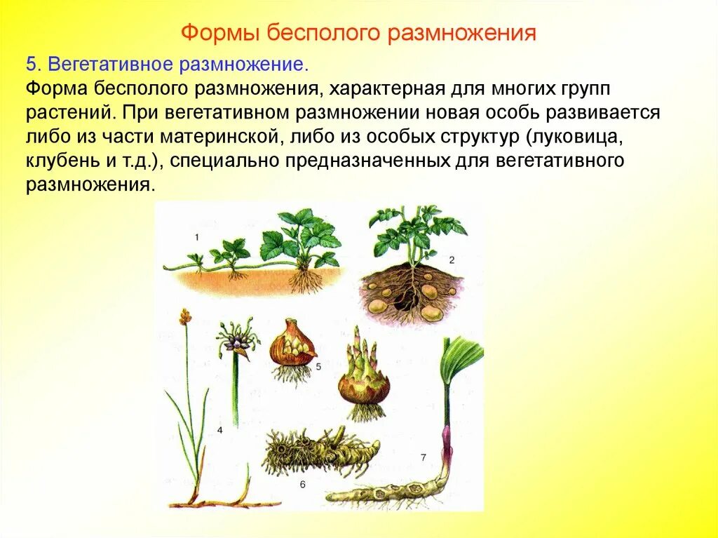 Выбери примеры бесполого размножения. 2. Вегетативное, бесполое и половое размножение.. Вегетативное размножение новая особь развивается. Бесполое размножение вегетативное размножение. Вегетативное размножение растений при помощи человека.