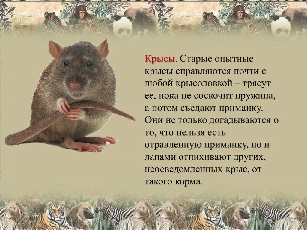Информация о крысах. Описание крысы. Крысы Мудрые животные. Крыса для презентации.