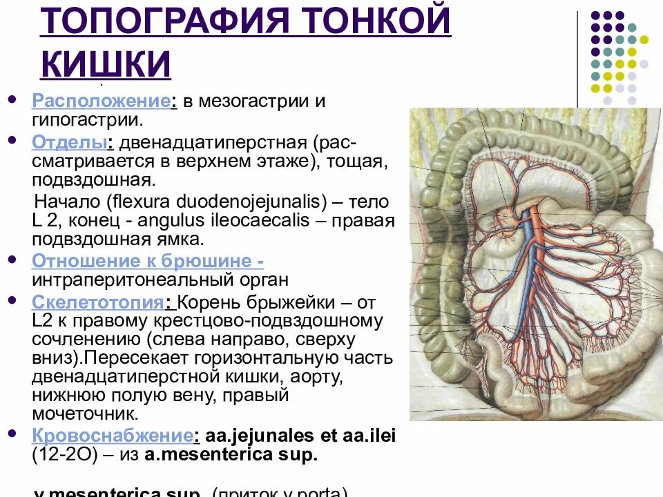 Брыжейка тонкой кишки анатомия. Мезентериальный отдел тонкой кишки топография. Топография брыжеечной части тонкой кишки. Брыжеечная часть тонкого кишечника топография