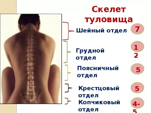 Буквы поясница. Пояснично-крестцовый отдел и копчиковый отдел позвоночника. Почсничный кресцовый отд. Позвоночник человека крестцовый отдел позвоночника. Позвонки крестцового отдела.