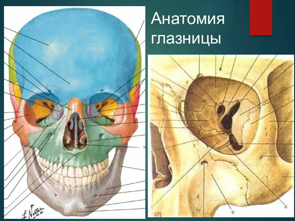 1 строение глазницы