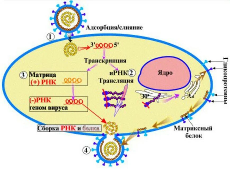 Адсорбция вируса. Схема репродукции вируса кори. Жизненный цикл РНК вируса схема. Парамиксовирусы репликация. Репликация РНК вирусов схема.