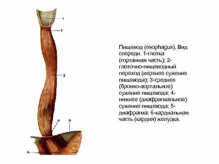 Пищевод заканчивается