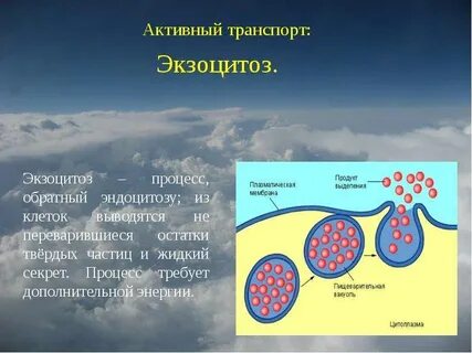 Экзоцитоз это