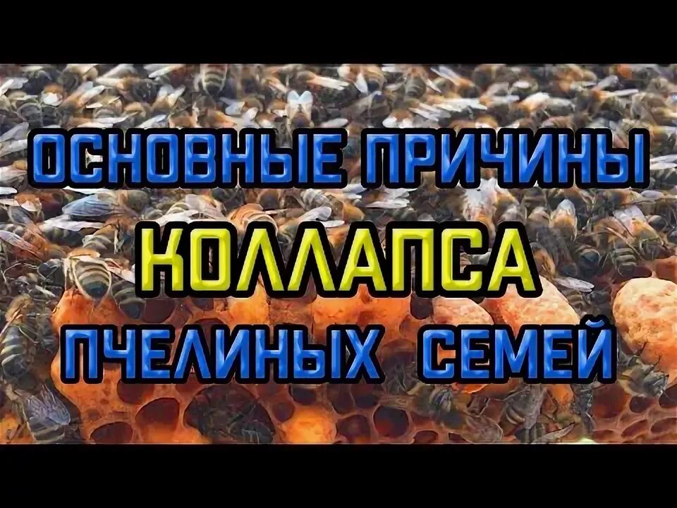 Коллапс пчелиных. Синдром гибели пчелиных семей ответы на вопросы.