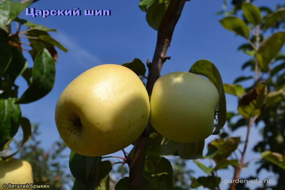 Сорт яблок королевский. Яблоня скрыжапель. Царский шип яблоня. Какие яблоки на царской яблоне. Башкирский изумруд яблоня.