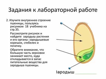 Зародыш с запасом питательных