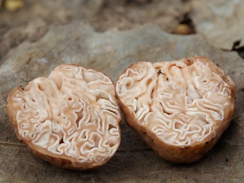 трюфели и белые грибы. самый дорогой гриб фото. трюфель гриб италия. рядовка обутая мацутакэ. самый дорогой гриб фото.