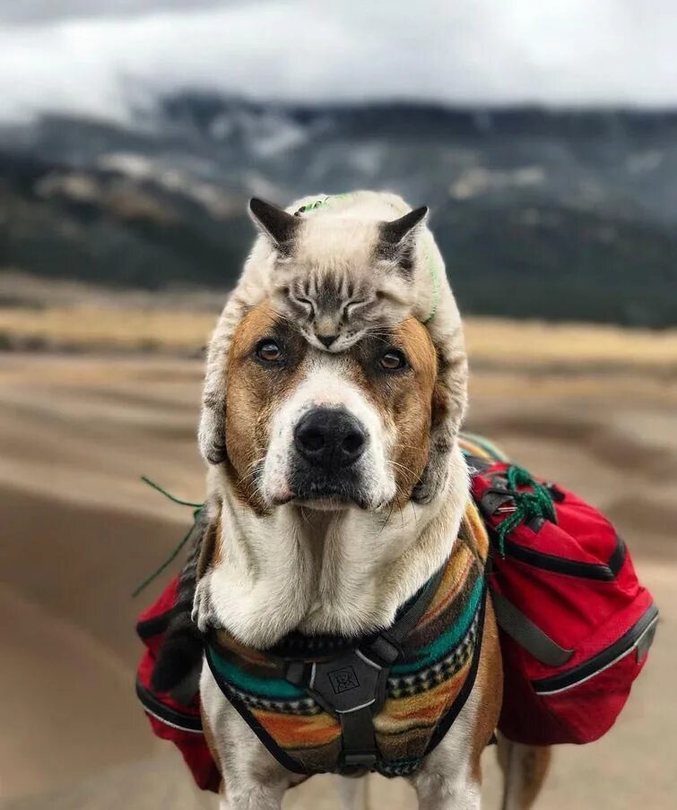Популярные картинки. Пёс Генри и кот балу из Колорадо. Классные собаки. Крутые собаки. Крутые картинки.