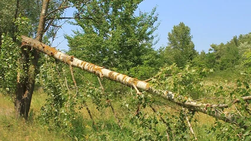 Упала на березку. Сломанное дерево в лесу. Упавшая береза. Поломанная береза. Сломанное дерево береза.