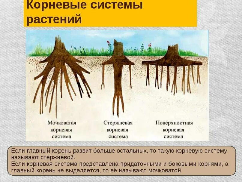Как правильно разрастаются