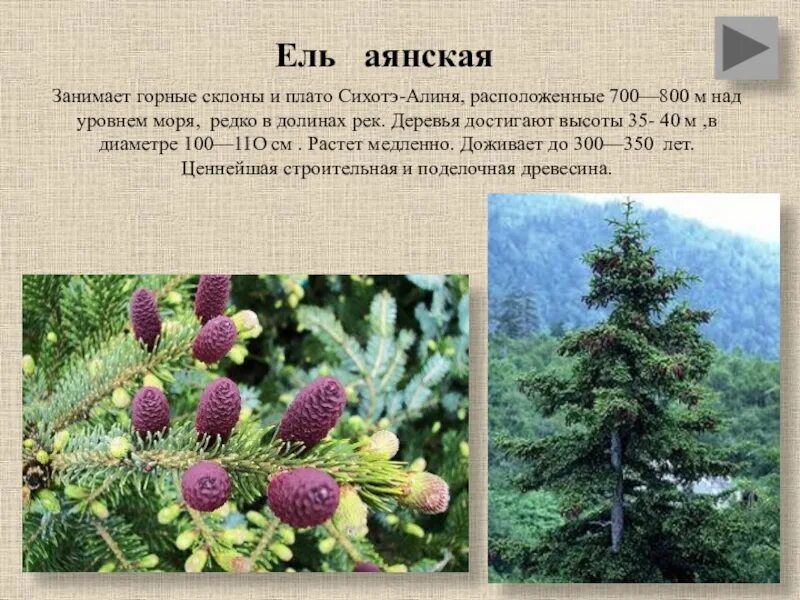 Конкурент ели