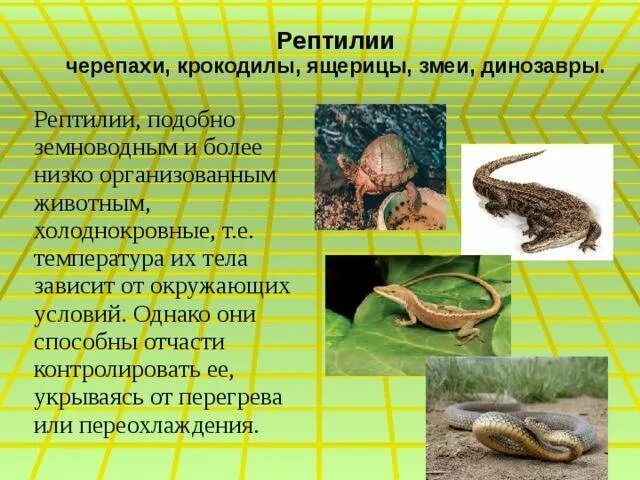 Ящерицы это земноводные или пресмыкающиеся. Пресмыкающиеся крокодилы черепахи. Крокодил это земноводное или пресмыкающееся. Змеи это пресмыкающиеся или земноводные