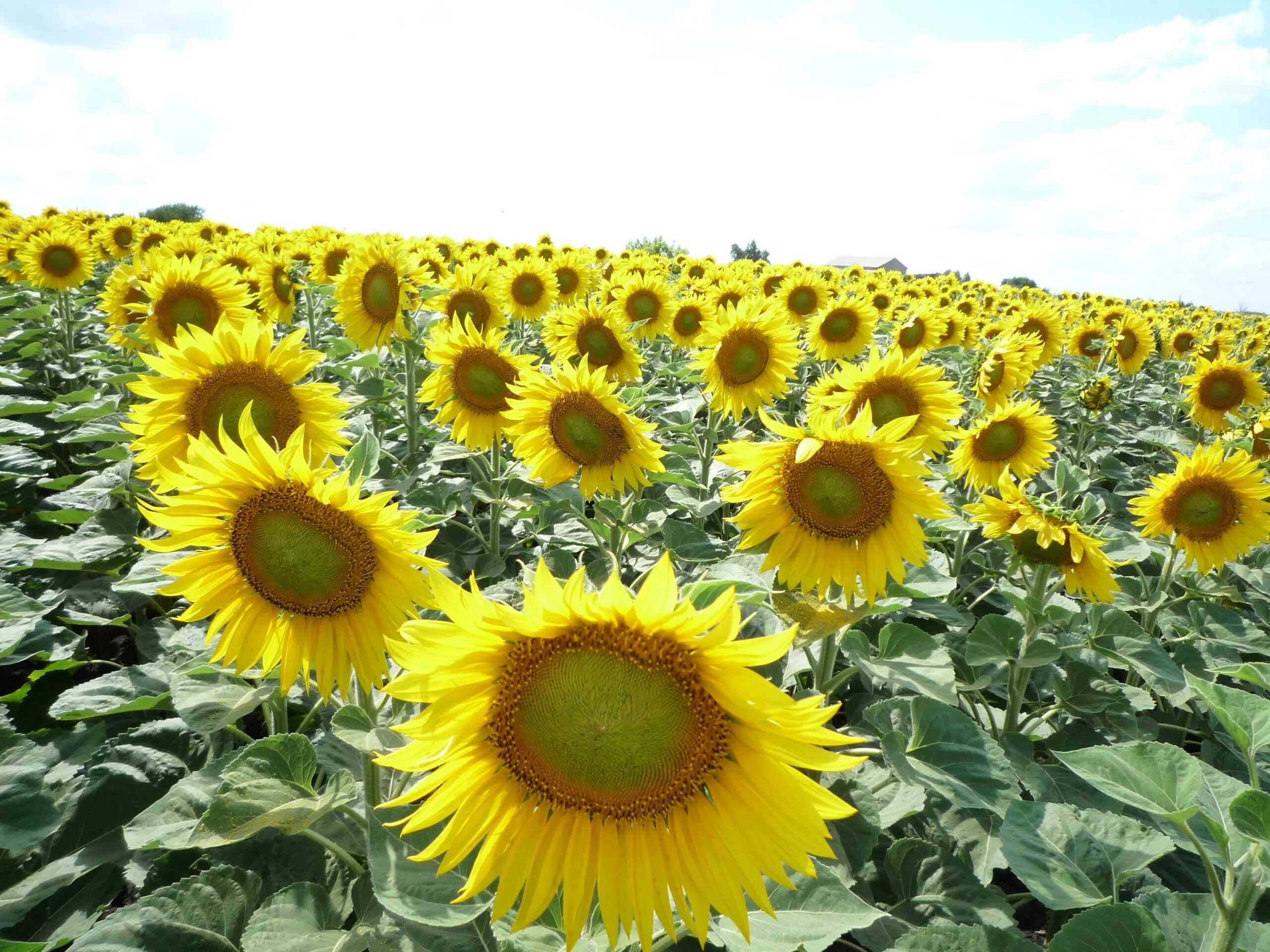Для чего используют подсолнечник. Гибрид подсолнечника пионер sunflower seeds. гибрид f1 &quot;вейделевский-99&quot; подсолнечник. селекции подсолнечника на кубани. гибрид подсолнечника резон/rezon.