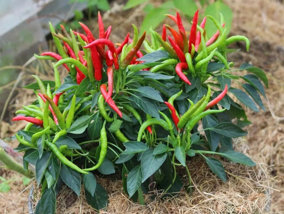 халапеньо комнатный перец. острый перец медуза f1. перец горгона острый. перец острый медуза. перец острый медуза горгона.