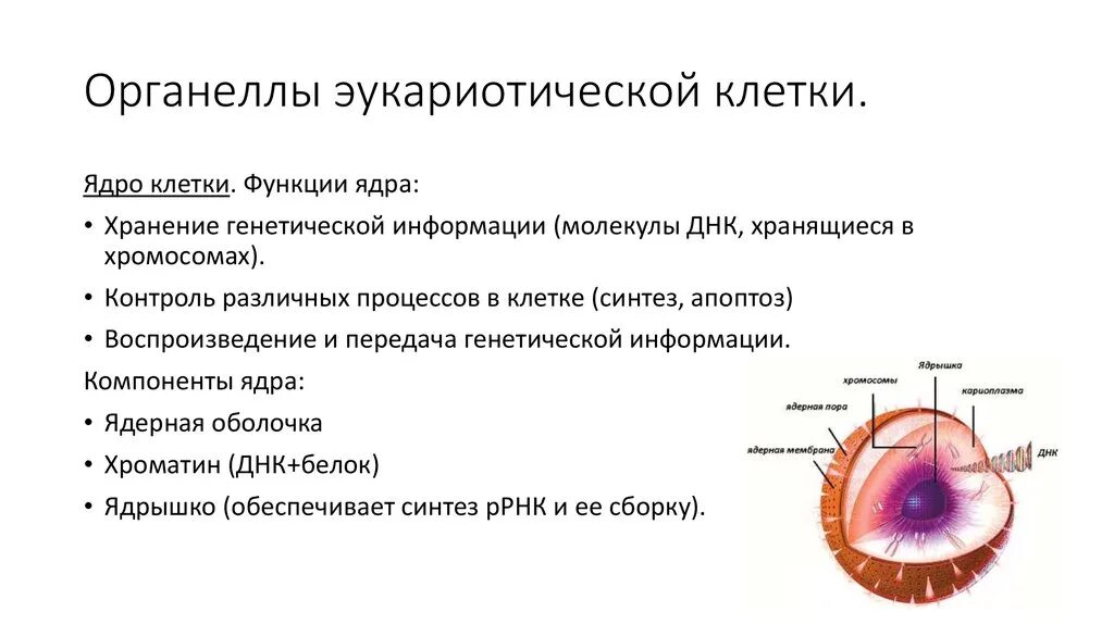 Функции органелл эукариотической клетки. Функции органоидов клетки эукариот. Органоиды клетки эукариот. Функции эукариотической клетки кратко. Органоиды клетки ядро функции