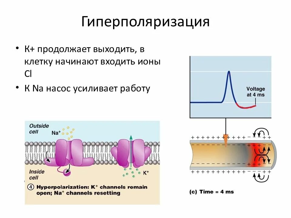 Мембрана возбудимой клетки. Гиперполяризация мембраны возбудимых клеток. Гиперполяризация клетки возникает при. Гиперполяризация мембраны нервной клетки.