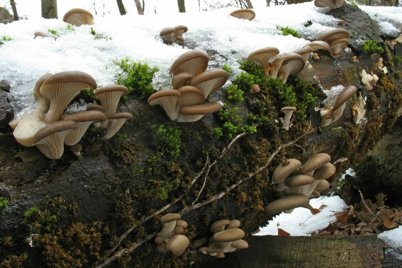 Вешенка обыкновенная (Pleurotus ostreatus). Вёшенка обыкновенная / Pleurotus ostreatus. Вёшенка устричная (Pleurotus ostreatus). Вешенка говорушка древесные. Под вешенки