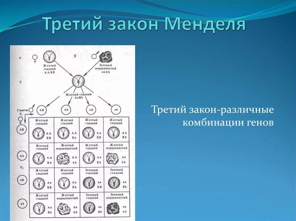 Наследственные задатки по менделю. Решетка Пеннета 3 закон Менделя. 3 Закон Менделя схема. Схема скрещивания 3 закона Менделя. Доказательство 3 закона Менделя.