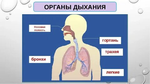 Изображена система органов дыхания