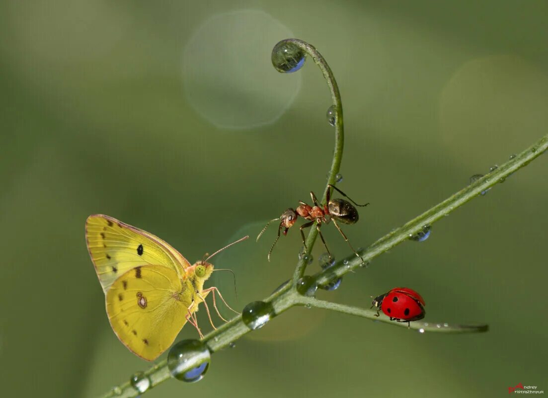красивый муравей. муравьишка и бабочка. гусеница голубянки в муравейнике. бабочка и муравей. сказочные насекомые.