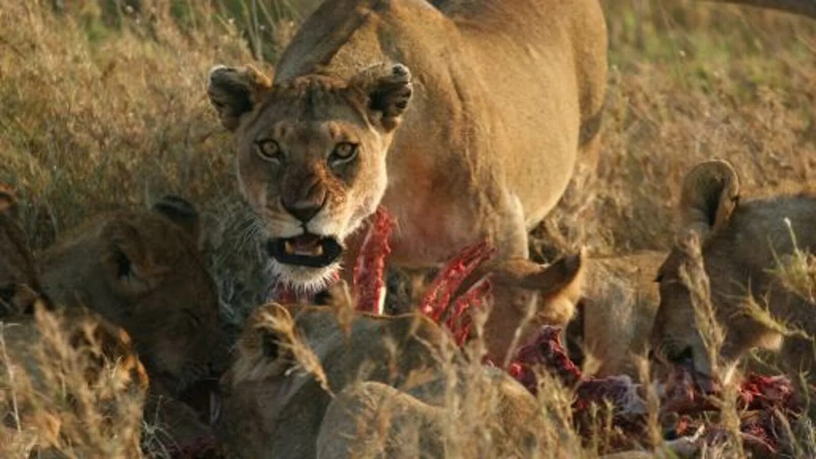 Битва Львов за Прайд. Тигриный каньон Южная Африка. Хищники в дикой природе. Хищники Африки. Мясо львов едят