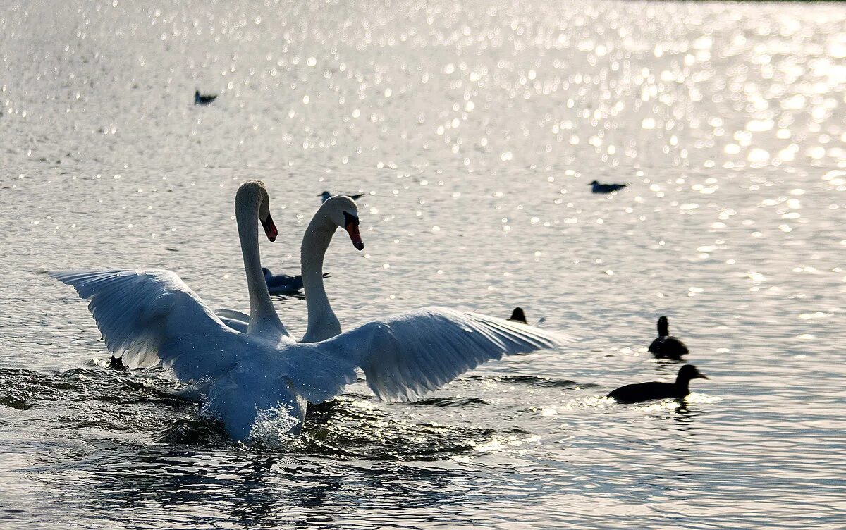 брачные танцы лебедей. фреш на лебедя севастополь. танцующий лебедь. лебедь танцует. «танец лебедей».
