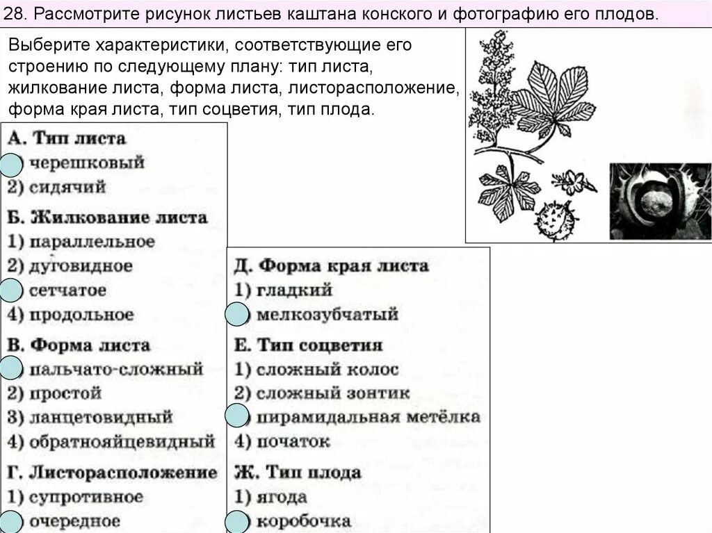 Каштан жизненная форма тип соцветия листорасположение. Характеристика листа каштана по биологии 6 класс. Жилкование листьев каштана конск. Строение листа каштана. Тип листа у конского каштана.