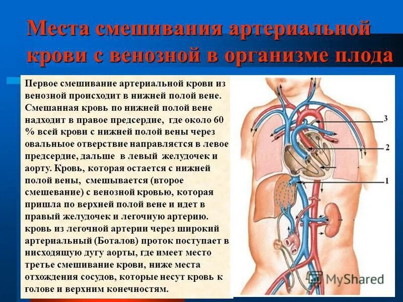 Особенность артериальной крови. Артериальная и венозная кровь. Артериальное и венозное кровотечение. Артериальная кровь смешивается с венозной. Артериальные и венозные вены.