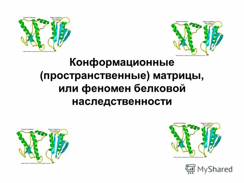 Нативная конформация белков. Нативная конформация белка это. Конформационные изменения белков. Конформационные болезни. Центральная Догма молекулярной биологии и прионы.