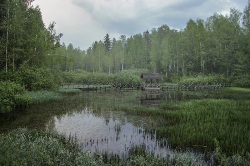 Тайга 14. Леса хмао югры. Непролазная сибирская тайга. Тайга лес новосибирск. Кувайская тайга.